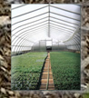 24 Foot Greenhouse with Roll-ups