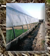 27 Foot Greenhouse with Roll-ups