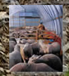 30 Foot Livestock Shelter On Wall