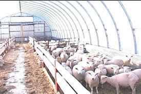 Trillium Livestock Structure